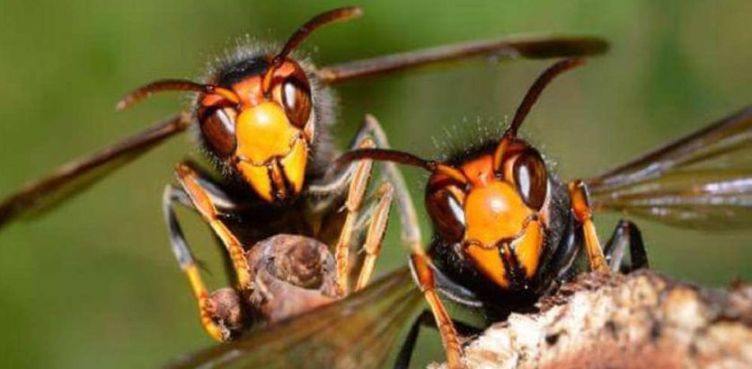अरिङ्गालको टोकाइबाट एकको मृत्यु, दुई जना घाइते