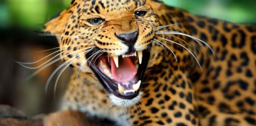 चितुवाको आक्रमणबाट एक बालिकाको मृत्यु