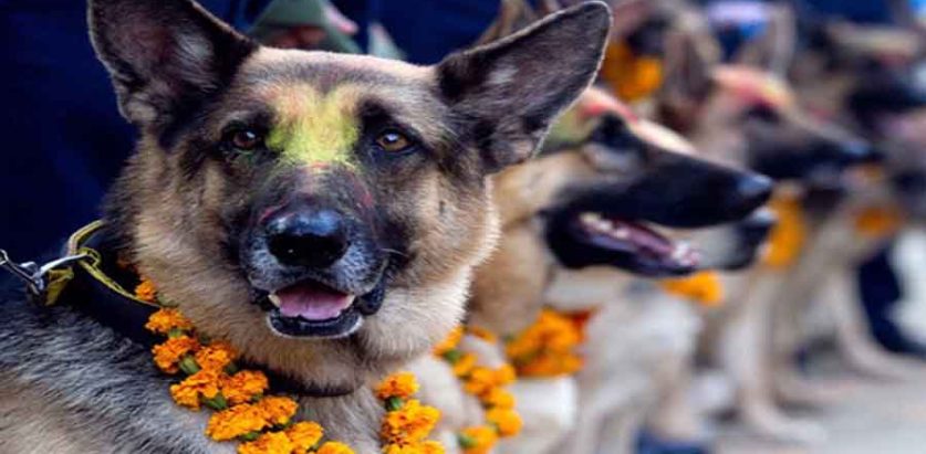 आज कुकुर तिहार मनाइँदै