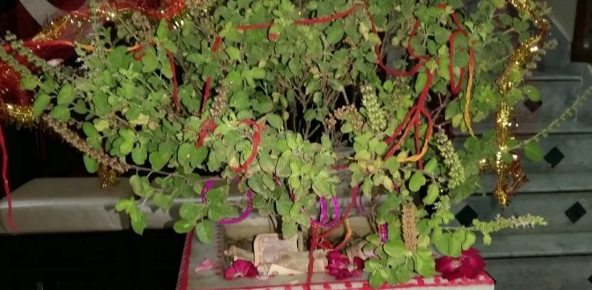 आज हरिबोधिनी एकादशी : तुलसीको विवाह गरी मनाइँदै