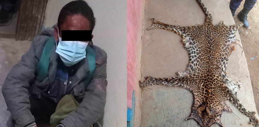 चितुवाको छालासहित पाल्पामा एक व्यक्ति प्रहरी नियन्त्रणमा