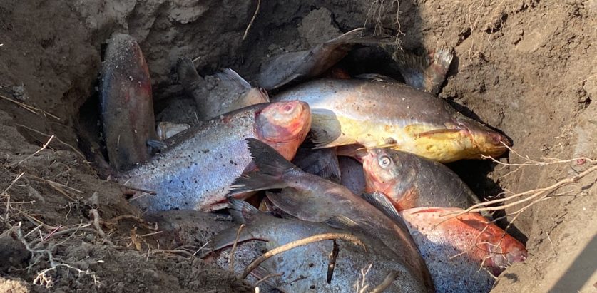 अवैध रुपमा भित्रिदै गरेका माछा नियन्त्रणमा लिई नष्ट