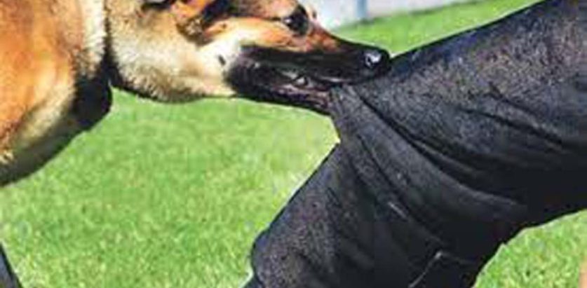 झापामा भुस्सिया कुकुरको आतंक, रेबिज लागेर एक जनाको मृत्यु