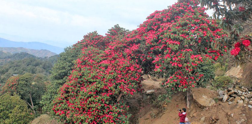 फुल्न थाल्यो ताप्लेजुङको पाथिभरा क्षेत्रमा गुराँस