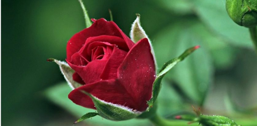 भ्यालेन्टाइन सप्ताह सुरु, आज रोज डे