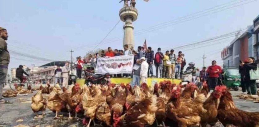 भाउ नपाएपछि झापामा किसानले जिउँदै सडकमा कुखुरा फाले 