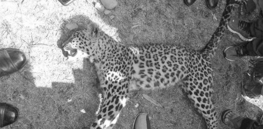 चितुवाको आक्रमणबाट २ जना घाइते: पोखरा