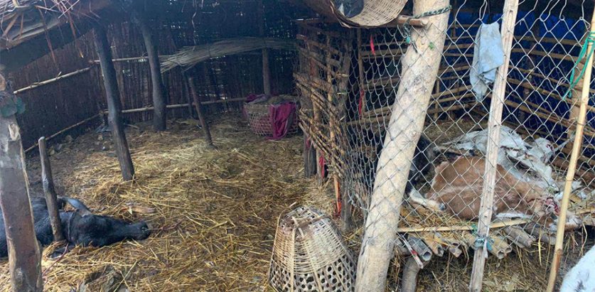 बाघको आतंक,लामाको गोठगोठ नै रित्तियो