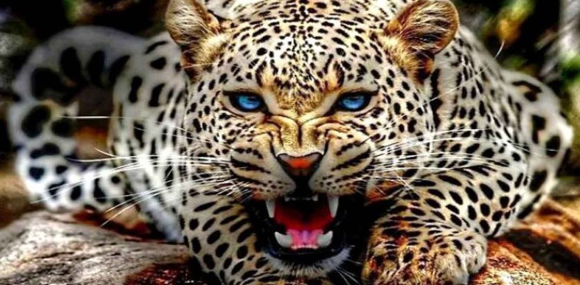 चितुवाको आक्रमणबाट मृत्यु