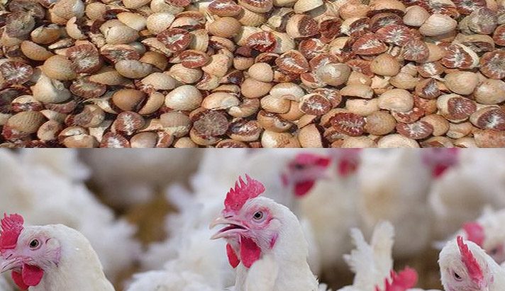 सुपारी र कुखुराको अवैध आयात रोक्न माग