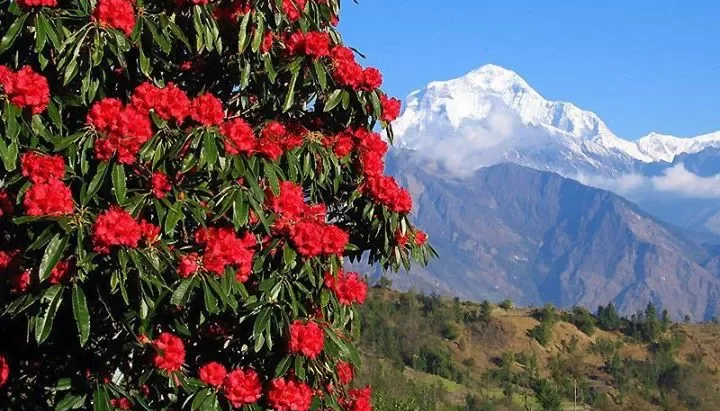 गुराँसको राजधानीमा चैतमा पनि फुलेन गुराँस