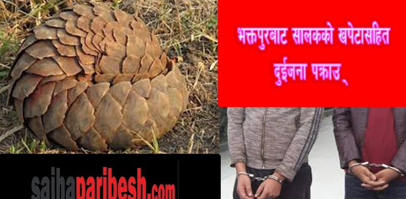 भक्तपुरबाट सालकको खपेटासहित दुईजना पक्राउ