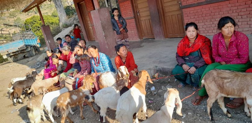 ८० हजार बाख्रालाई पिपिआर खोप: बैतडी