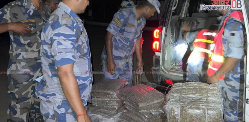 भारततर्फ लैजाँदै गरेको १२० केजी गाँजासहित स्कोर्पियो विराटनगरबाट पक्राउ