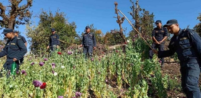 जाजरकोटमा १२ हेक्टर जमिनमा फैलिएको अफिम नष्ट