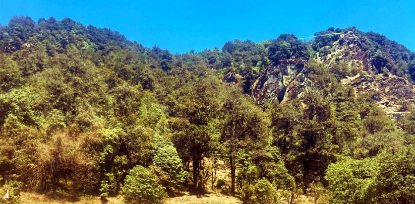 तिनजुरेतिर यसपालि गुराँस नफुल्दा घुम्न पुग्नेहरू निराश