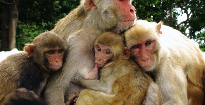 चीनलाई एक लाख बाँदर बेच्ने श्रीलङ्काको तयारी