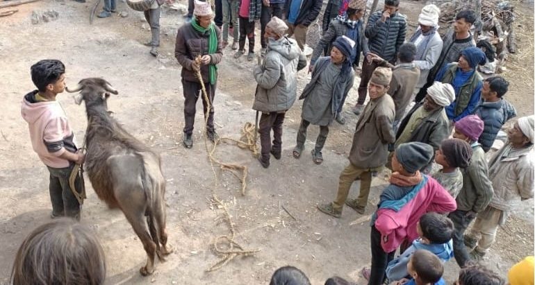 बालीनाली सपार्न र रोगब्याधी हटाउन राँगोको बलि