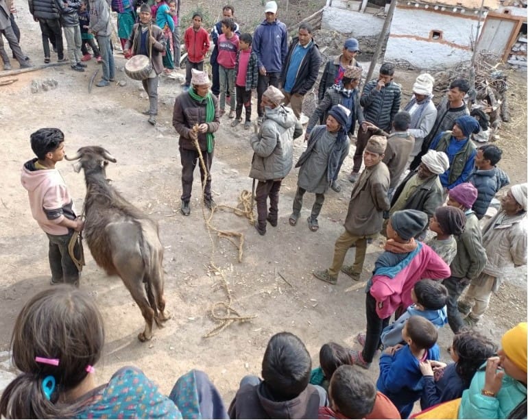 बालीनाली सपार्न र रोगब्याधी हटाउन राँगोको बलि