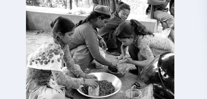 ‘लु लानूस्, काफल काफल’