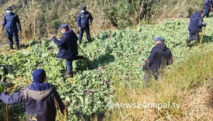 रोल्पामा प्रहरीद्वारा ठूलो परिणाममा अफिम खेती नष्ट