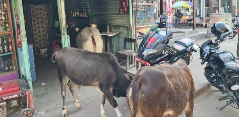 बेवारिसे गाईबाच्छा संरक्षणका लागि गोरक्ष महायज्ञ