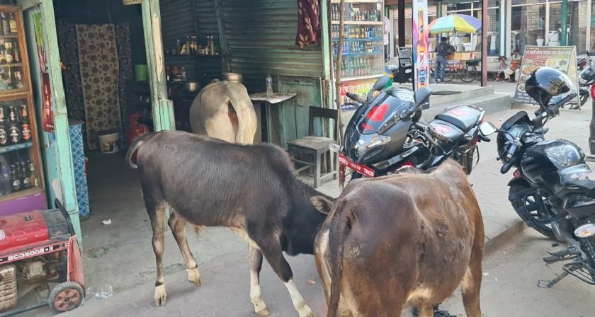 बेवारिसे गाईबाच्छा संरक्षणका लागि गोरक्ष महायज्ञ