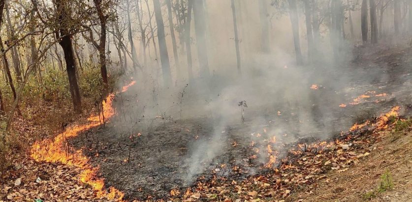 वनमा डढेलो लाग्ने क्रम बढ्दाे