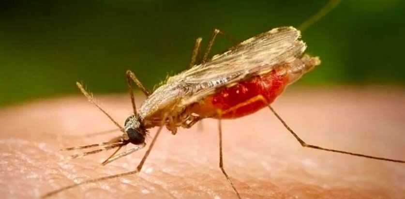 थप एकजनामा कालाजार भेटियाे