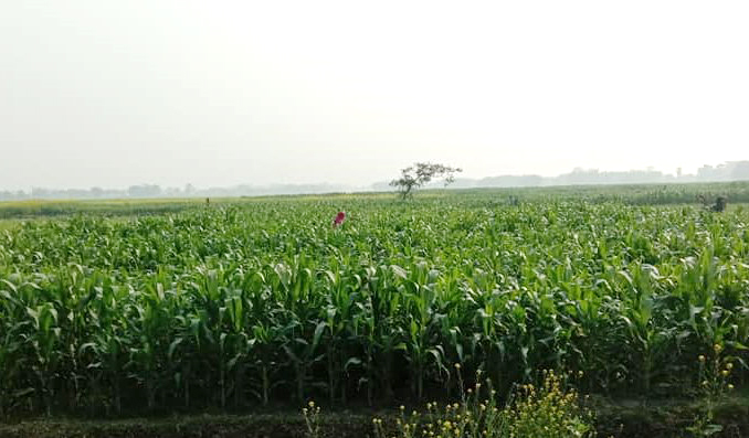 सुनसरीका किसान मकै खेतीतर्फ आकर्षित