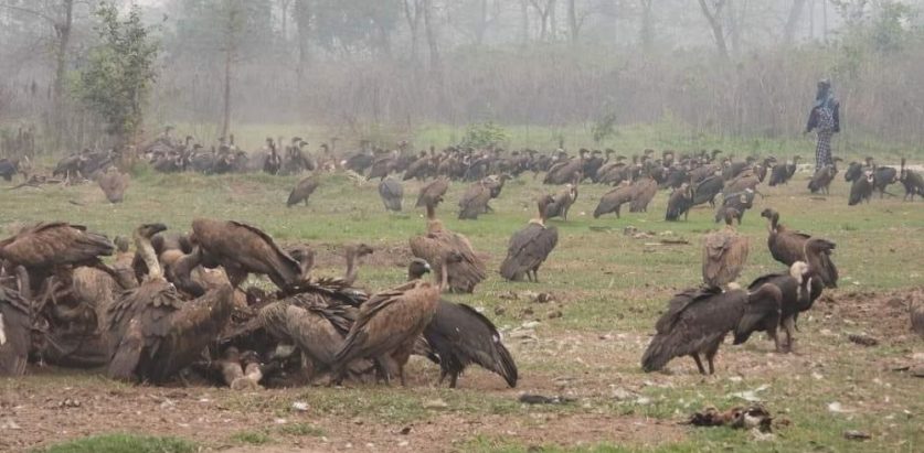 जटायु रेष्टुरेन्ट पर्यापर्यटन र अध्ययनको गन्तव्य बन्दै