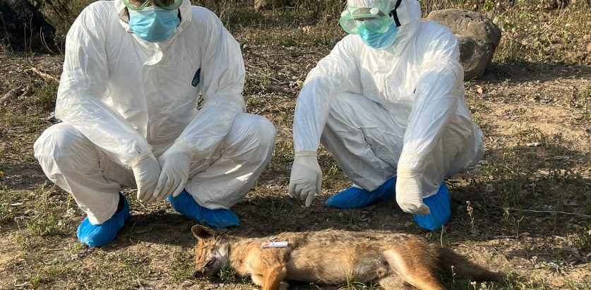 स्यालले टोक्दा रेबिज लागेर चौपाया मर्दै