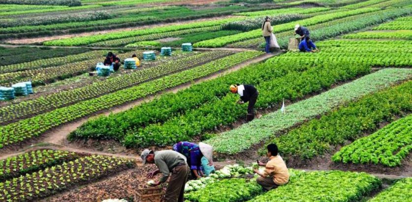 हालसम्मकै धेरै बजेट कृषिमा