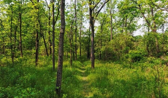 वन र वातावरणलाई १५ अर्ब ५६ करोड बजेट