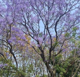 आहा ! वाह ज्याकारान्डा ! सजियो काठमाडौं