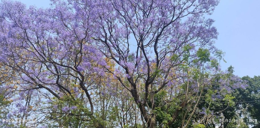 आहा ! वाह ज्याकारान्डा ! सजियो काठमाडौं