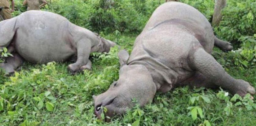 २२० गैंडा मरे