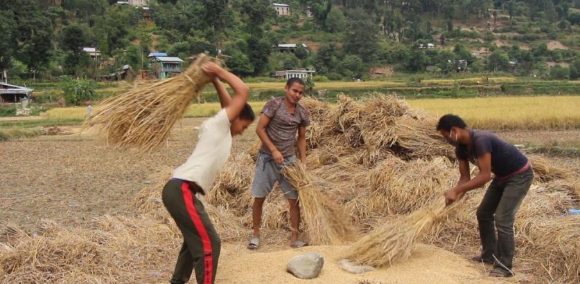 खाद्यान्नको जोहो गर्न विज्ञको सुझाव : सरकार