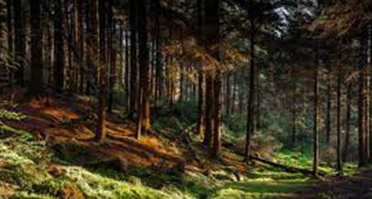 पाथिभरा क्षेत्रमा बेपत्ता भएका झापाका पराजुली मृत फेला ताप्लेजुङ