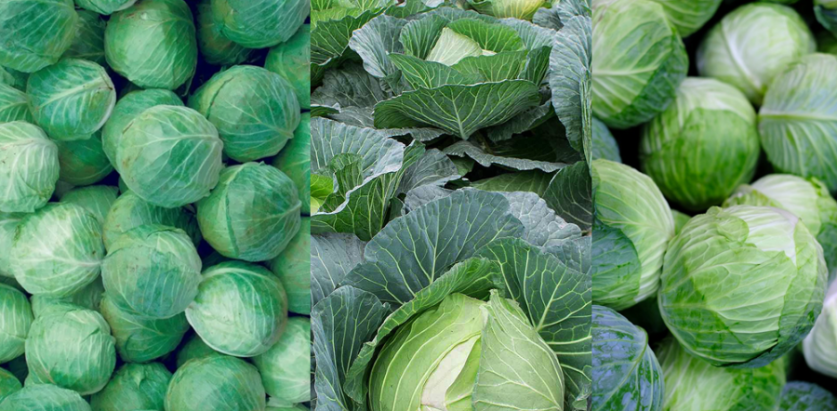 १७ करोडको बन्दाकोभी भारत निर्यात