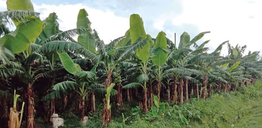 एक कोसा केरा ३ केजीको