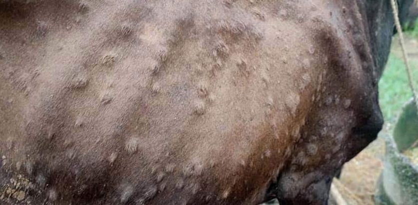 ‘लम्पी स्किन’का कारण एक हजारभन्दा बढी पशु मरे