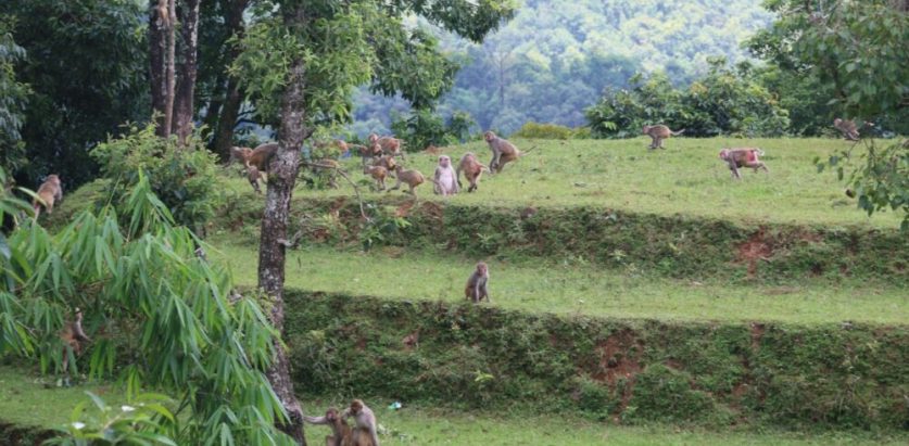 खेतीयोग्य जमिनमा बाँदरको आतङ्क