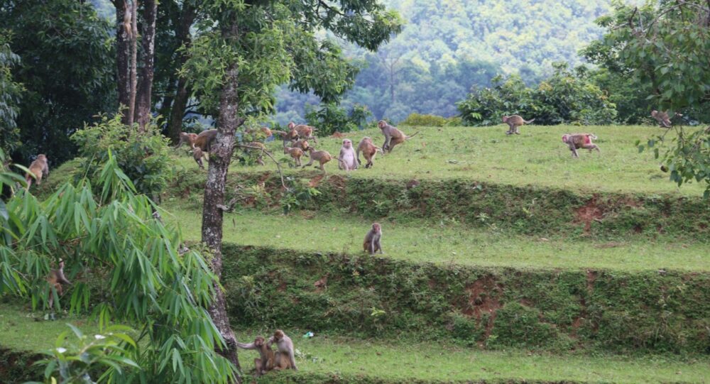 खेतीयोग्य जमिनमा बाँदरको आतङ्क