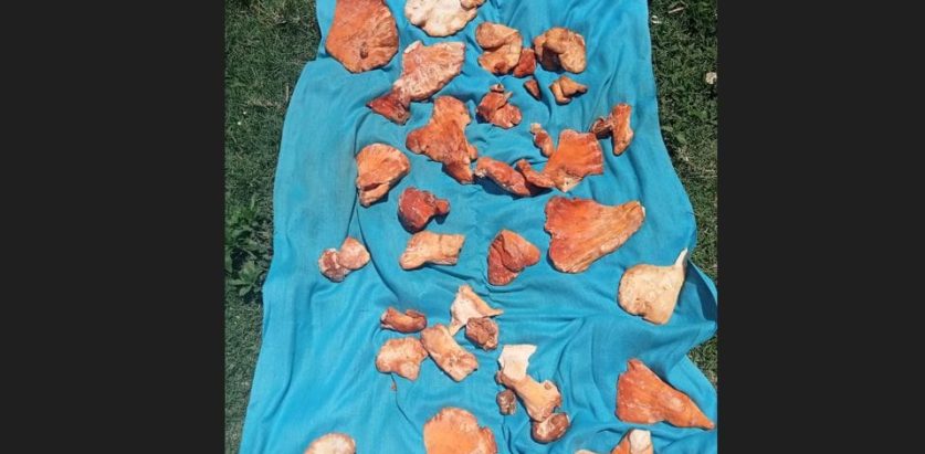 कोसेलीका रुपमा विदेश पुग्छ म्याग्दीको रातो च्याउ