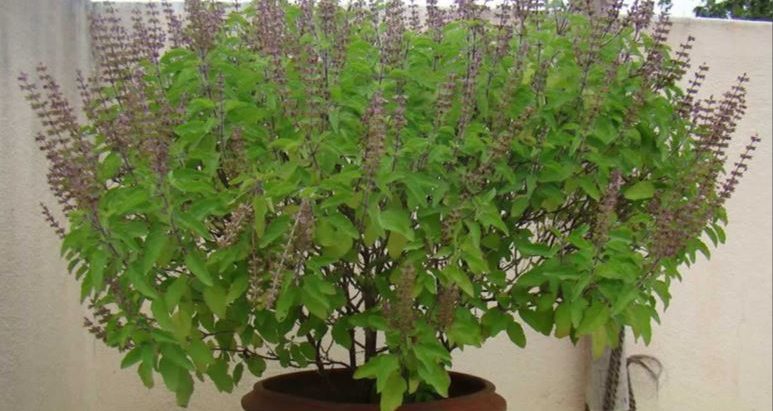 निर्जला एकादशी : घर घरमा तुलसीको दल राखिँदै