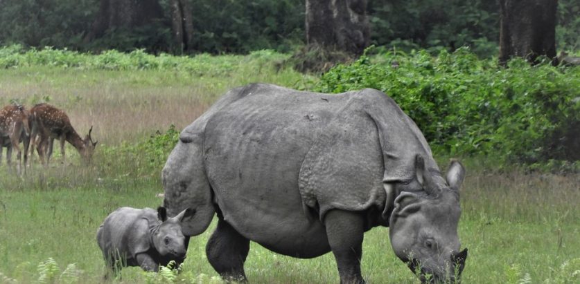 पहिले खाडल खन्थे, अहिले करेन्ट लगाउँछन् : गैंडा तस्करी