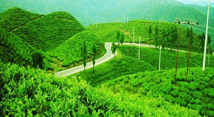 ३२ करोड रुपैयाँले घट्यो नेपाली चियाको निर्यात