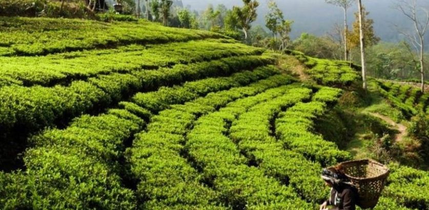 चिया टिप्न हातेमेसिन प्रदान गर्दै सूर्योदय नगरपालिका