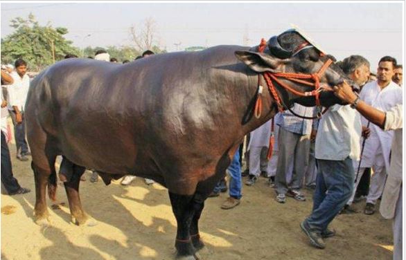 प्रधानमन्त्रीले भारतबाट राँगा ल्याउने सम्झौता यस्तो